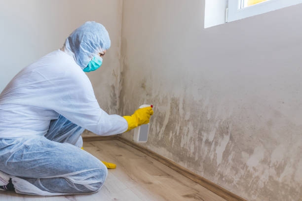 Licensed Basement Mold Remediation service in Paoli, PA - WQB Mold Removal