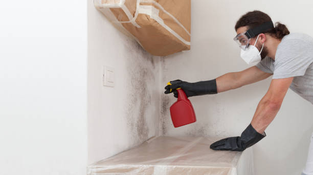Professional Basement Mold Remediation technician working in Paoli, PA