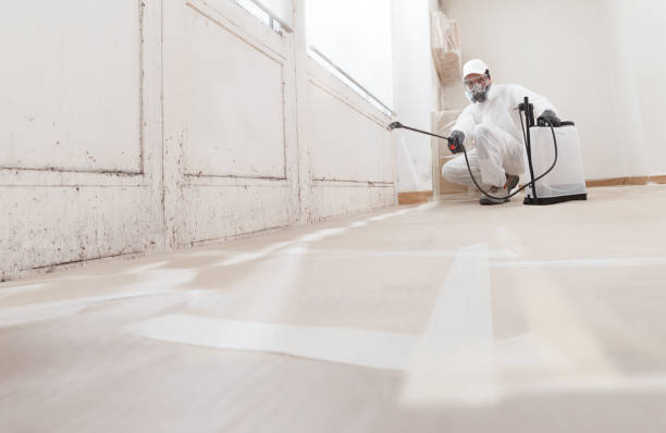 24/7 Emergency Basement Mold Remediation experts in Paoli, PA