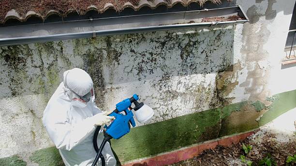 Top rated local Basement Mold Remediation specialists in Paoli, PA